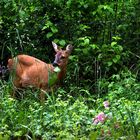 Gartenbesuch