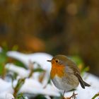 Gartenbesuch