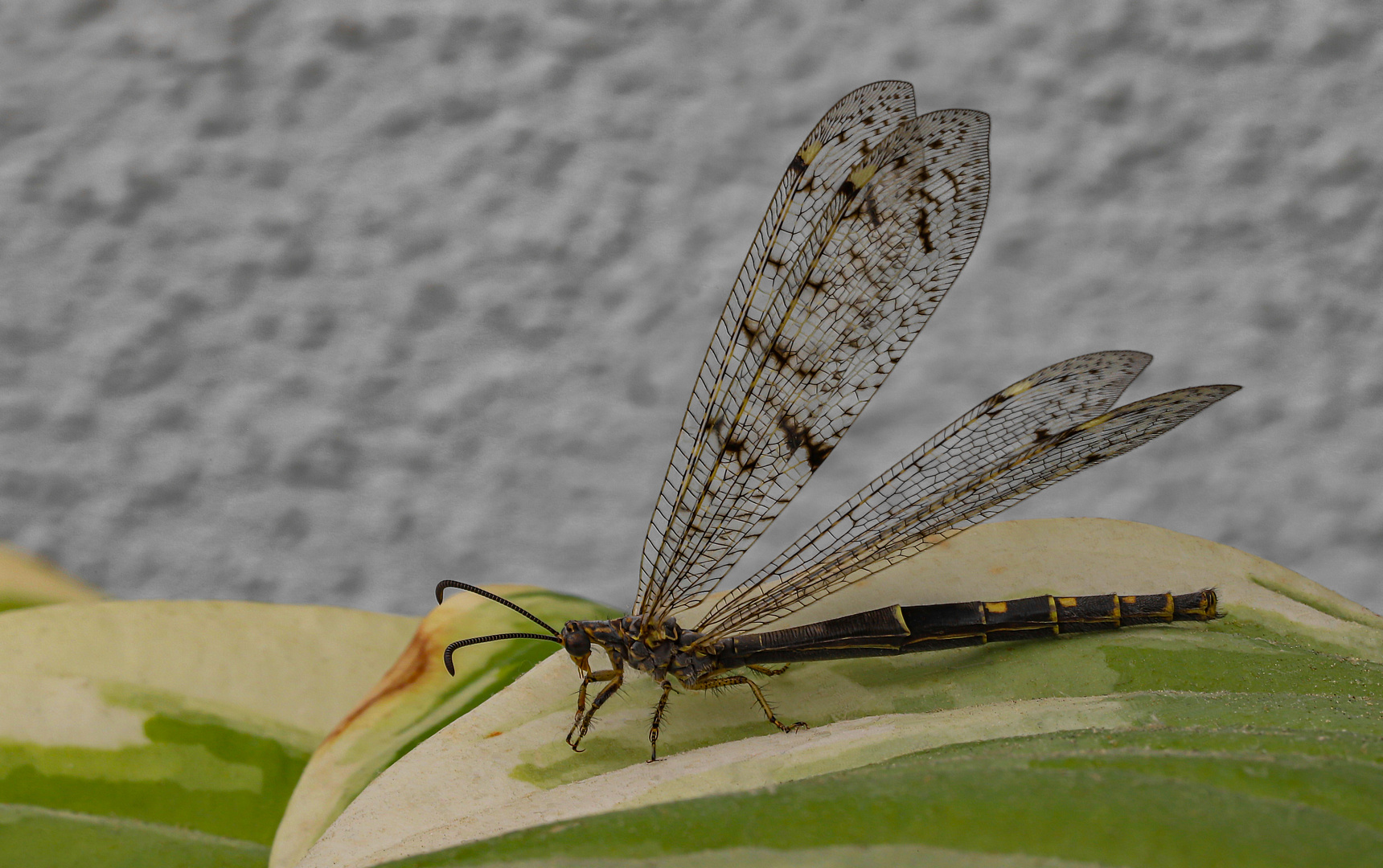 Gartenbesuch