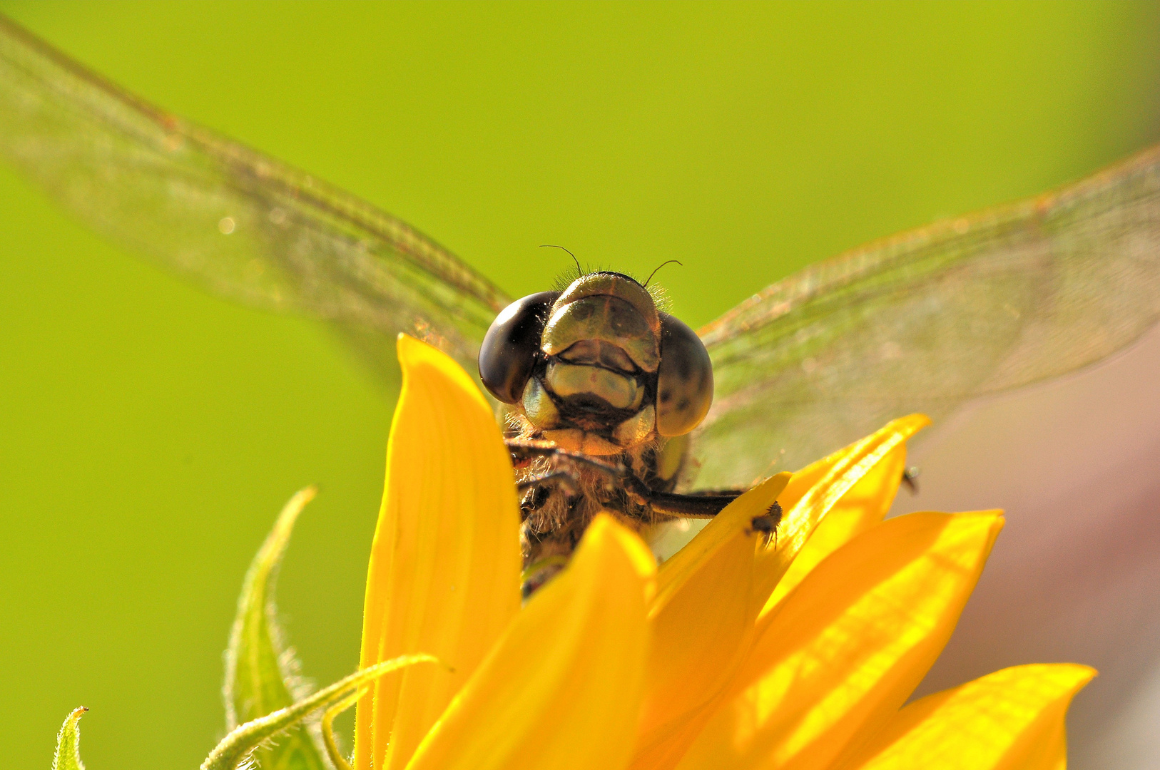 Gartenbesuch....