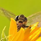 Gartenbesuch....