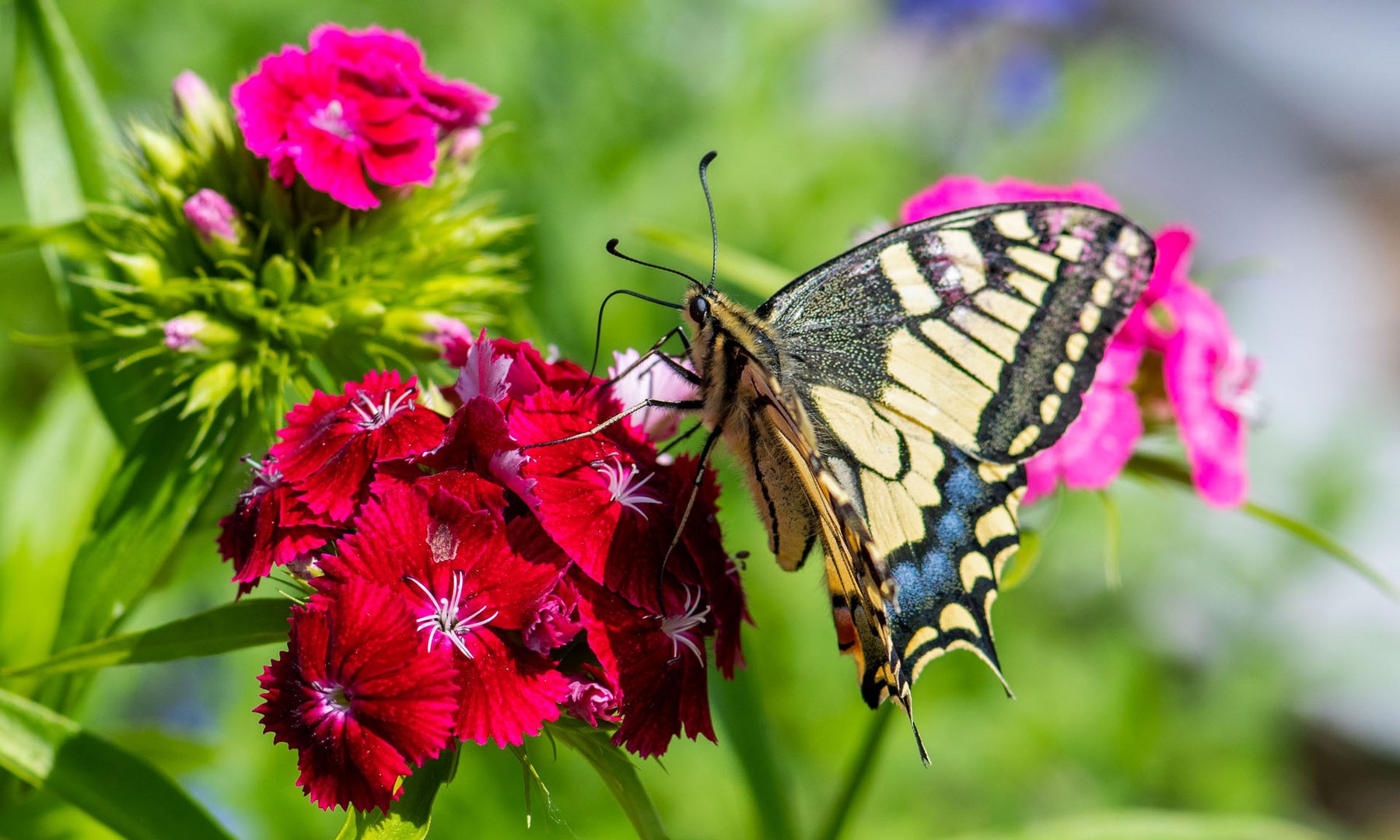 Gartenbesuch