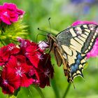 Gartenbesuch