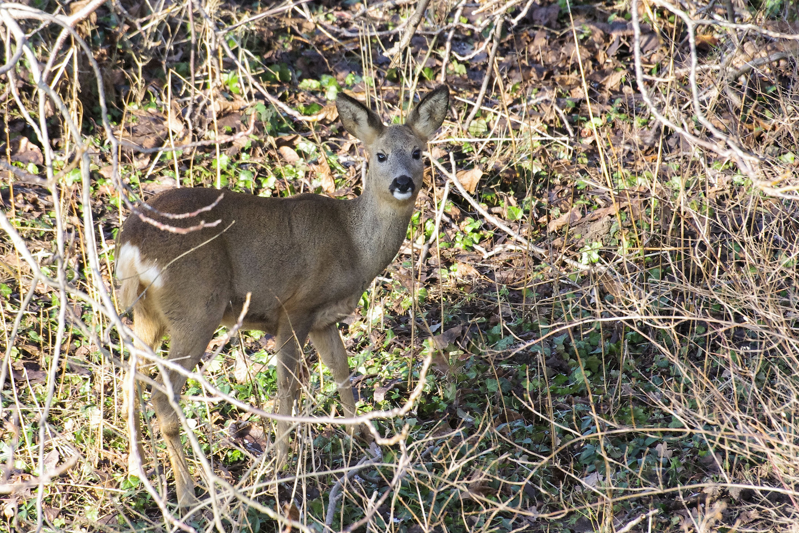 Gartenbesuch