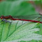 Gartenbesuch