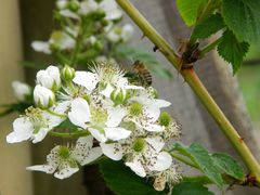 Gartenbesuch