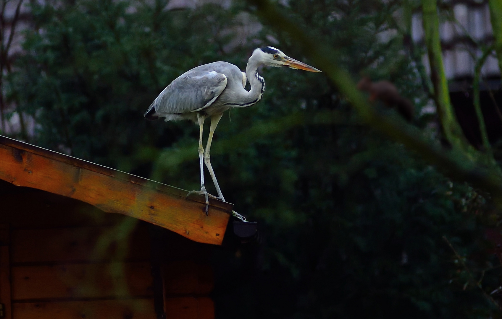 Gartenbesuch in der Nähe des Fischteiches