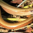 Gartenbesuch = Sonnebad