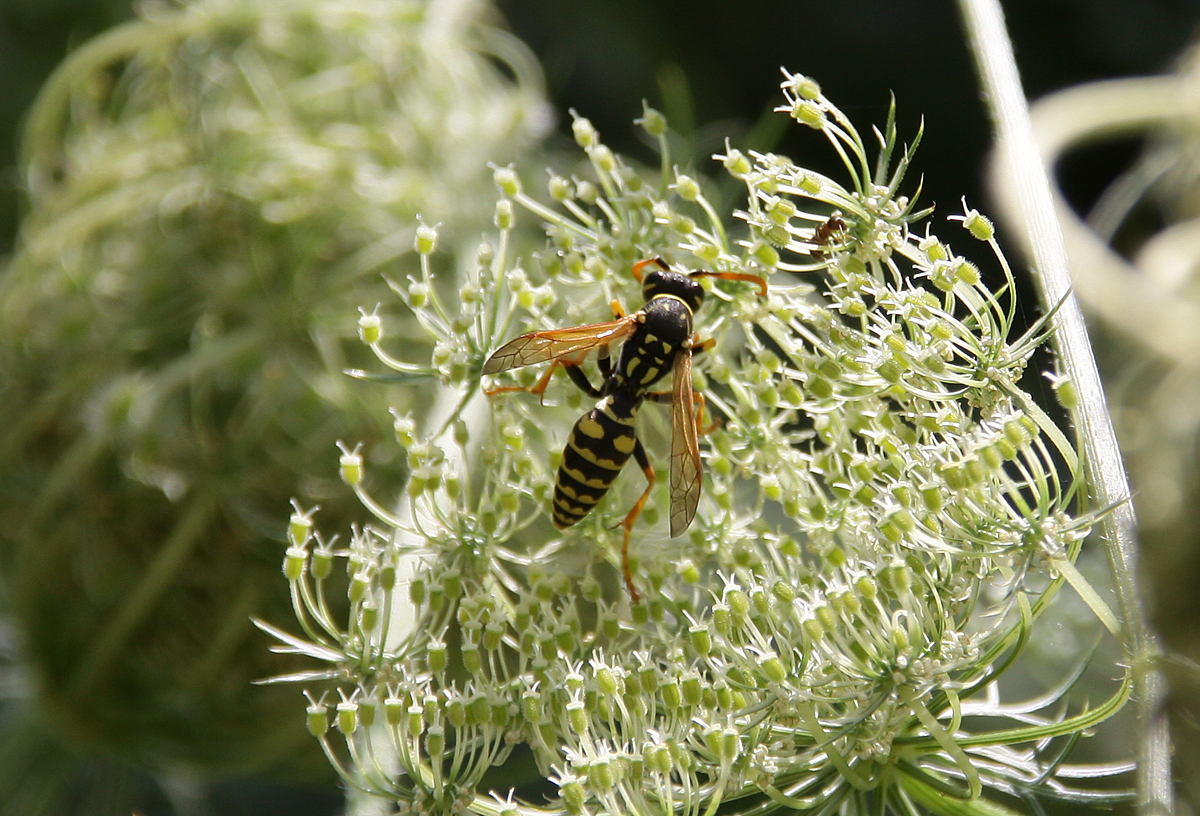 Gartenbesucher