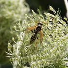 Gartenbesucher