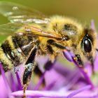 Gartenbesucher