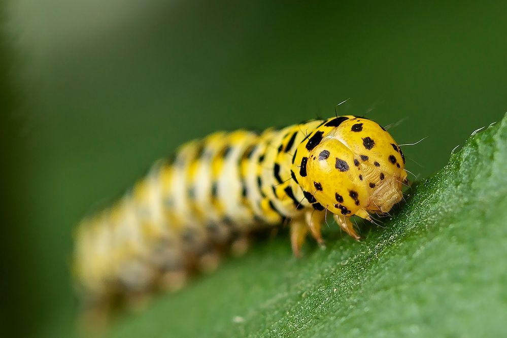 Gartenbesucher