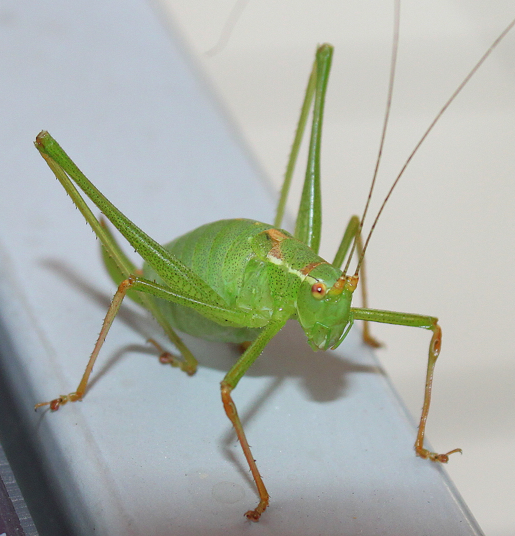 Gartenbesucher