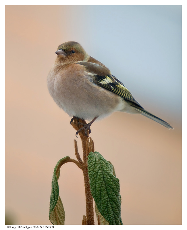 Gartenbesucher 1