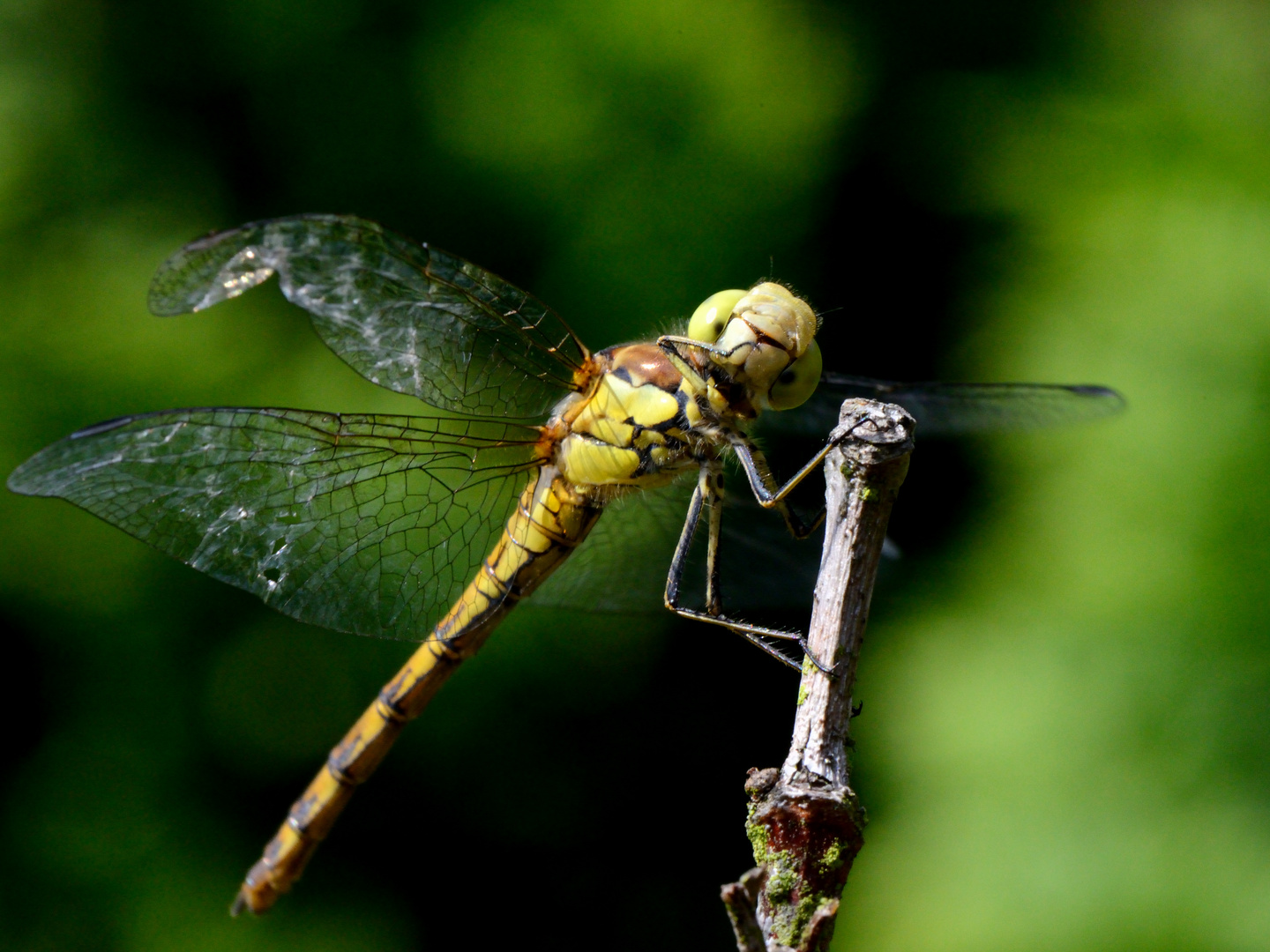 Gartenbesucher