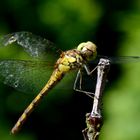 Gartenbesucher