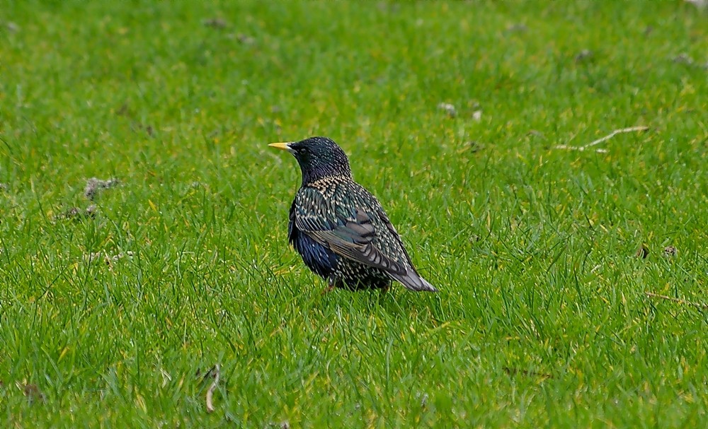 Gartenbesucher