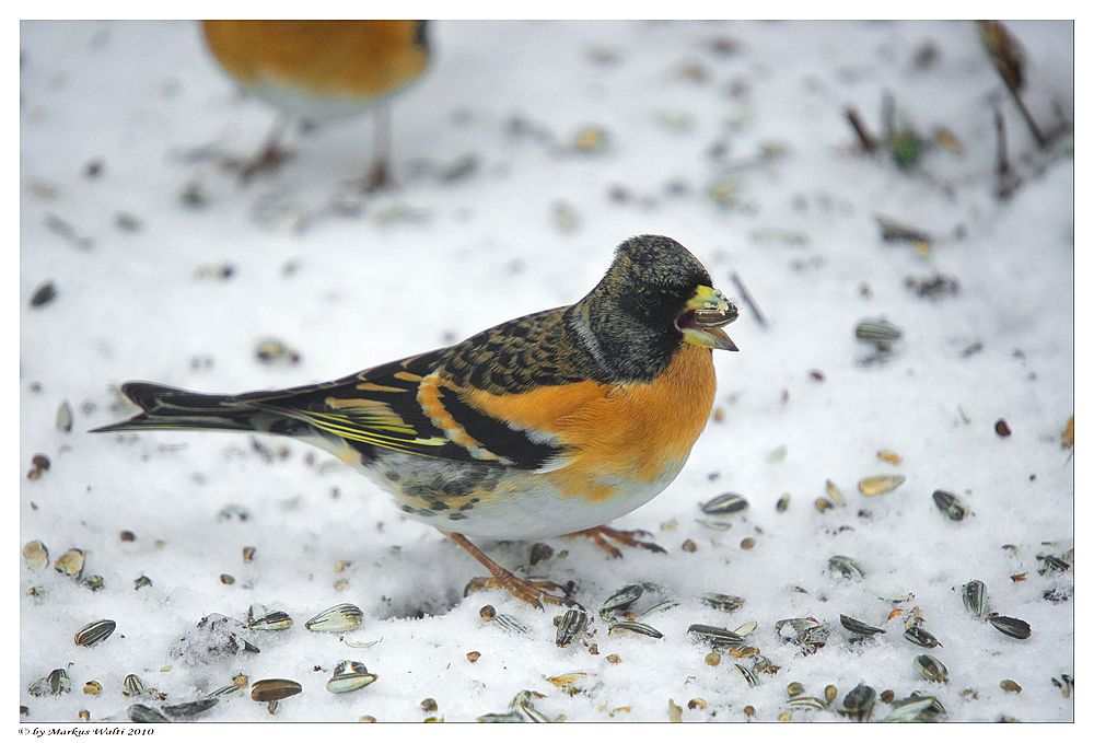 Gartenbesucher 2