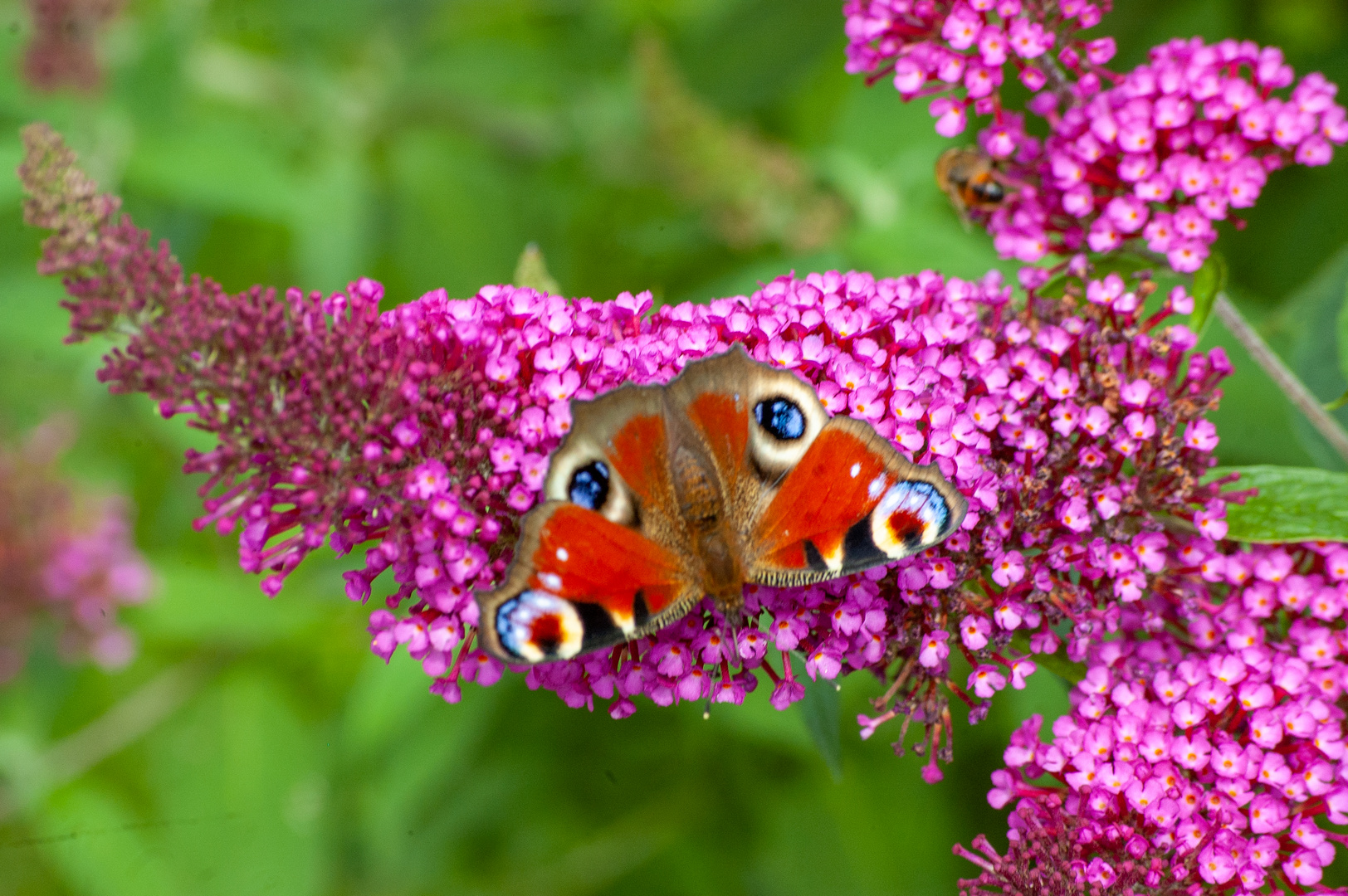 Gartenbesucher 2