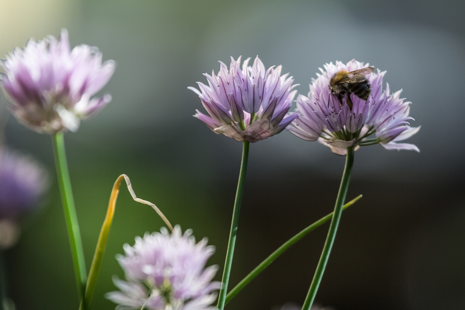 Gartenbesucher