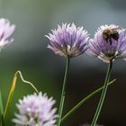 Gartenbesucher