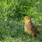 Gartenbesucher