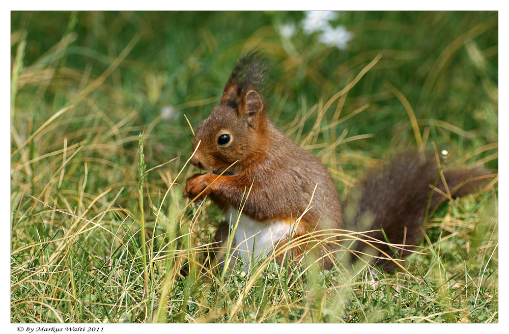 Gartenbesucher