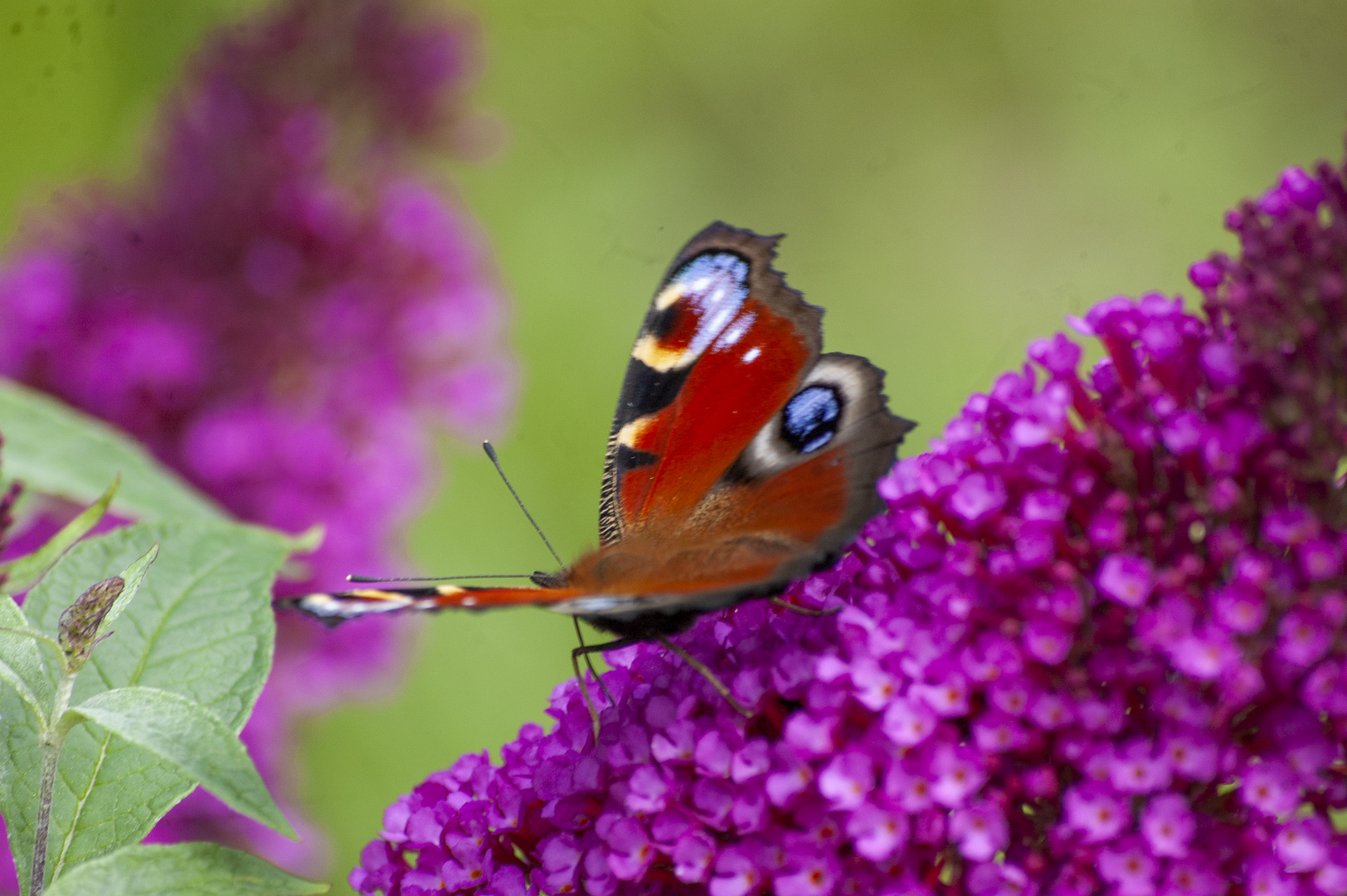 Gartenbesucher 3