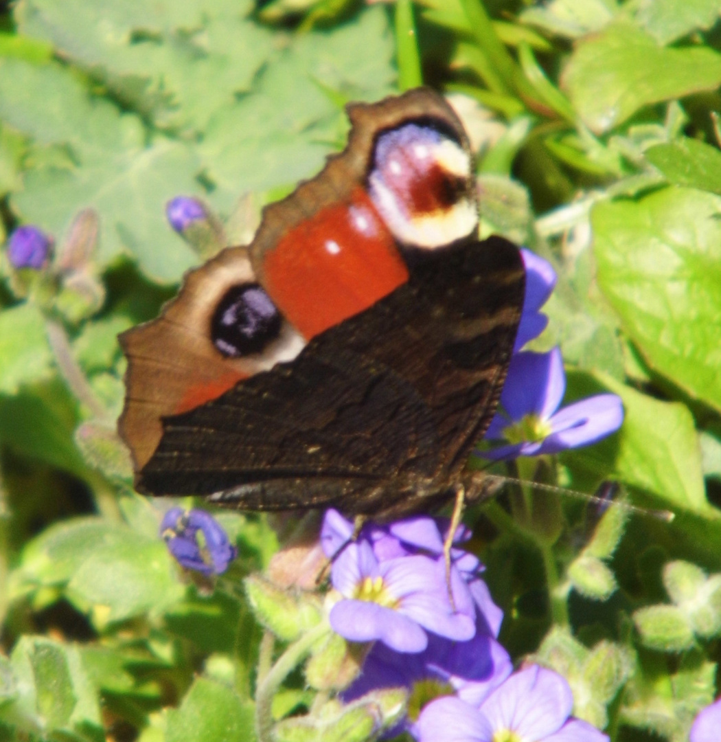 Gartenbesucher