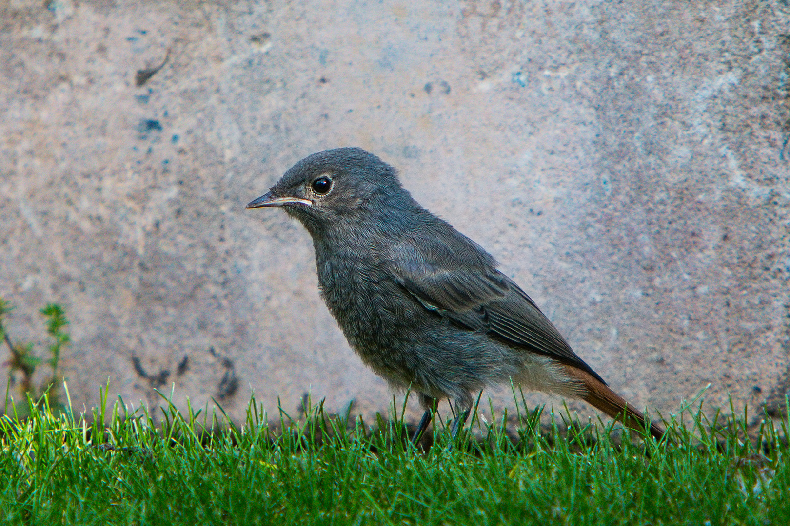 Gartenbesucher