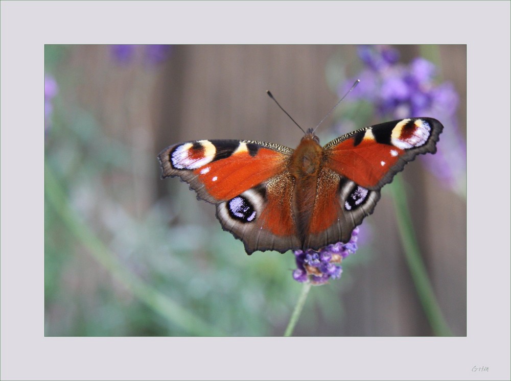 Gartenbesucher