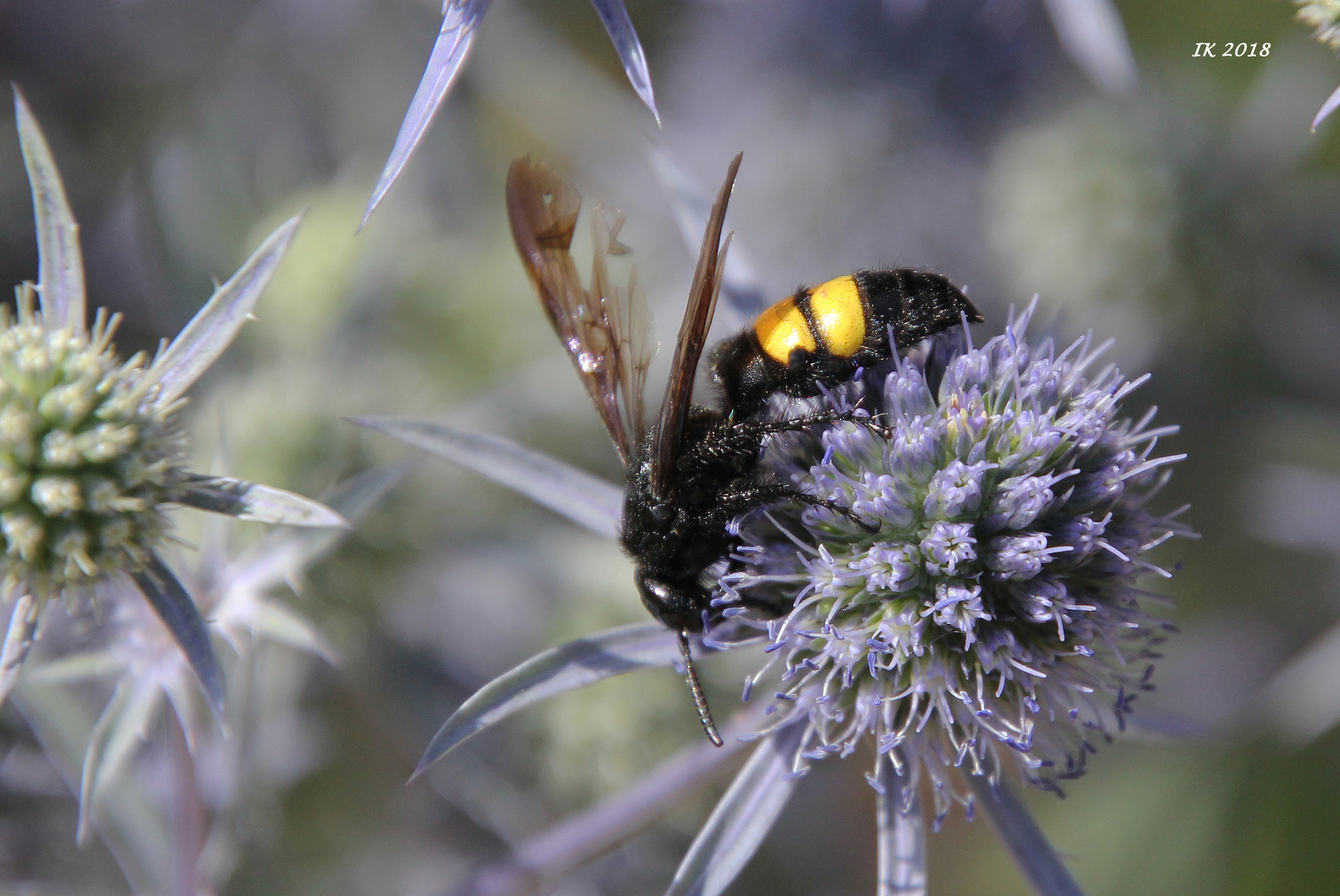 Gartenbesucher