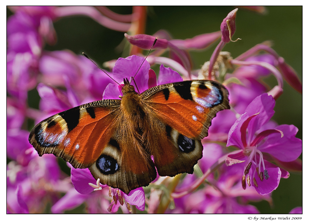 Gartenbesucher