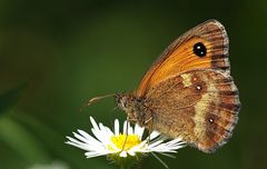 Gartenbesucher