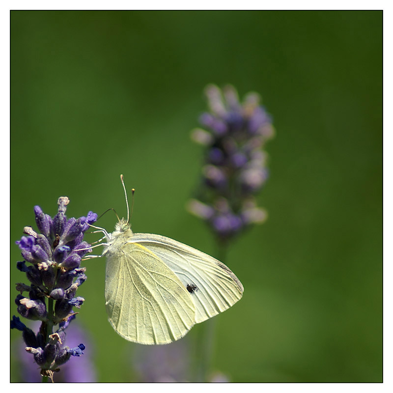 Gartenbesucher