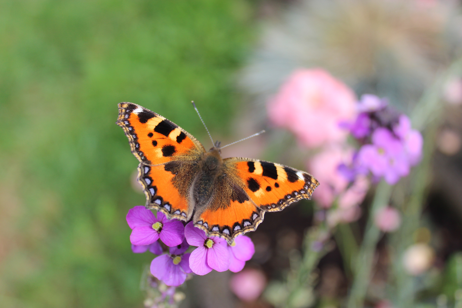 ***GartenBesucher***