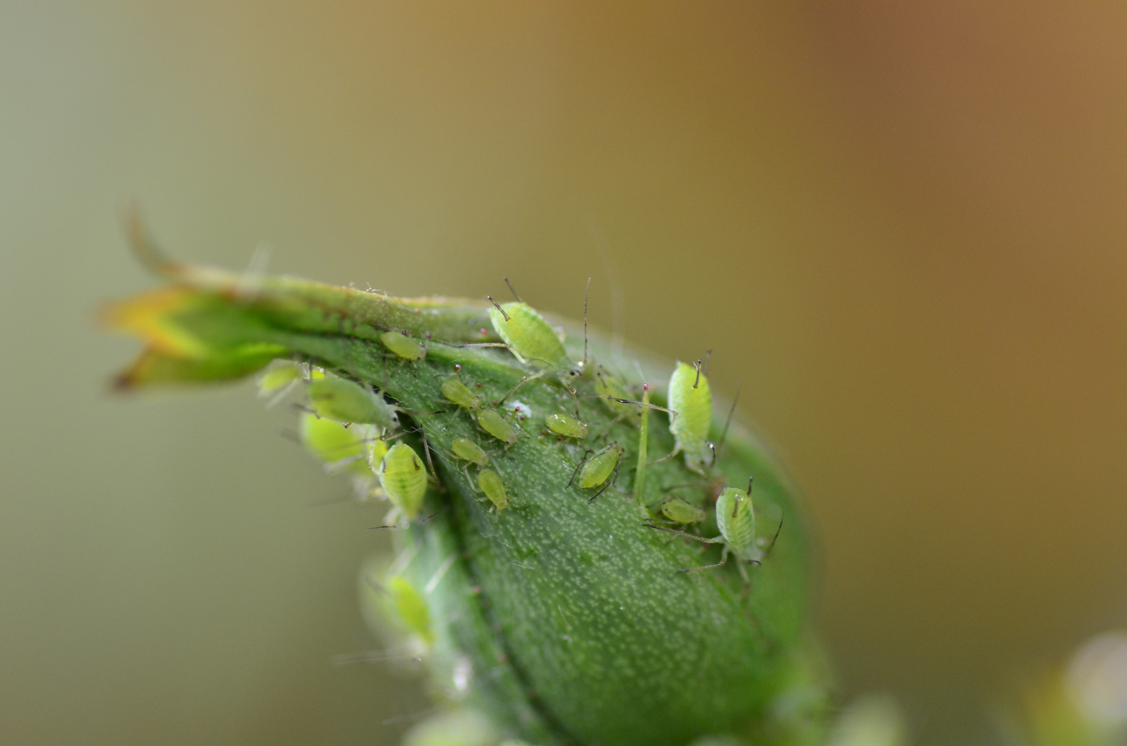 Gartenbesucher 