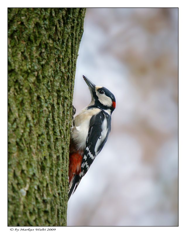 Gartenbesucher