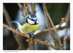 Gartenbesucher