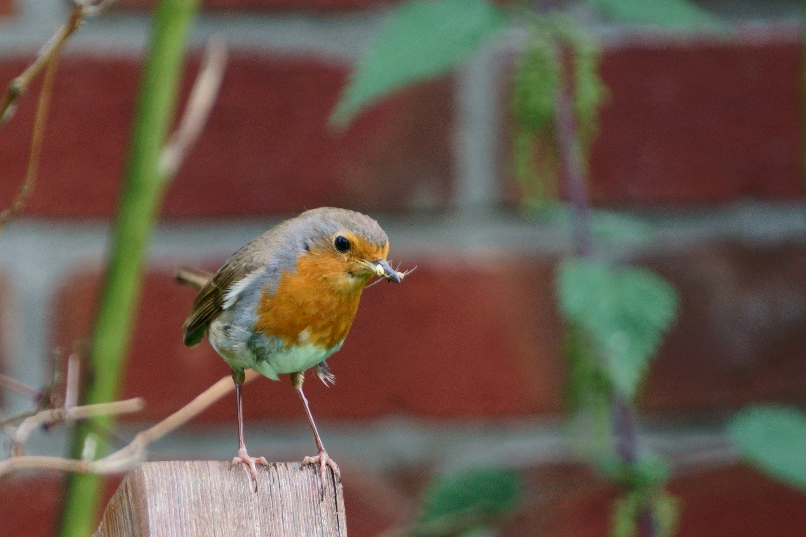 Gartenbesucher