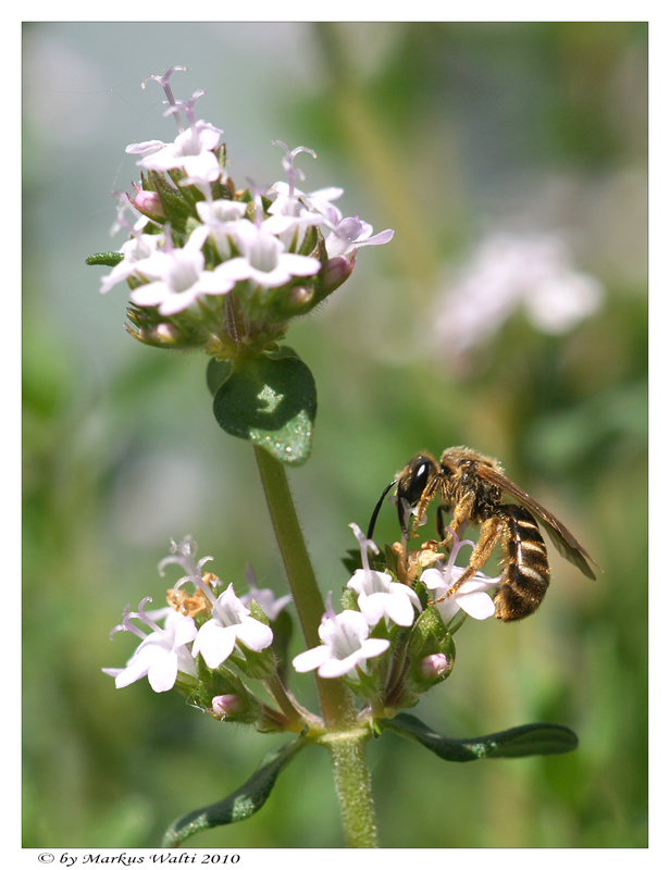 Gartenbesucher