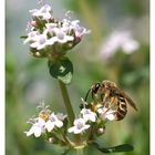 Gartenbesucher