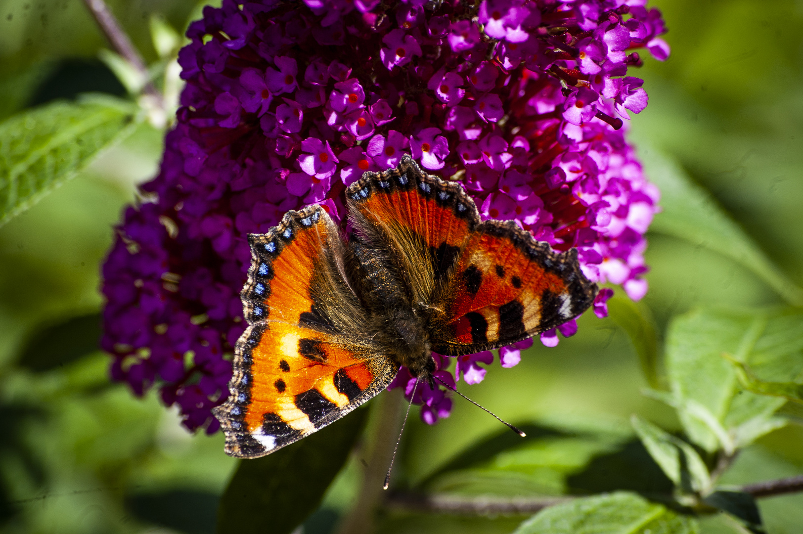 Gartenbesucher