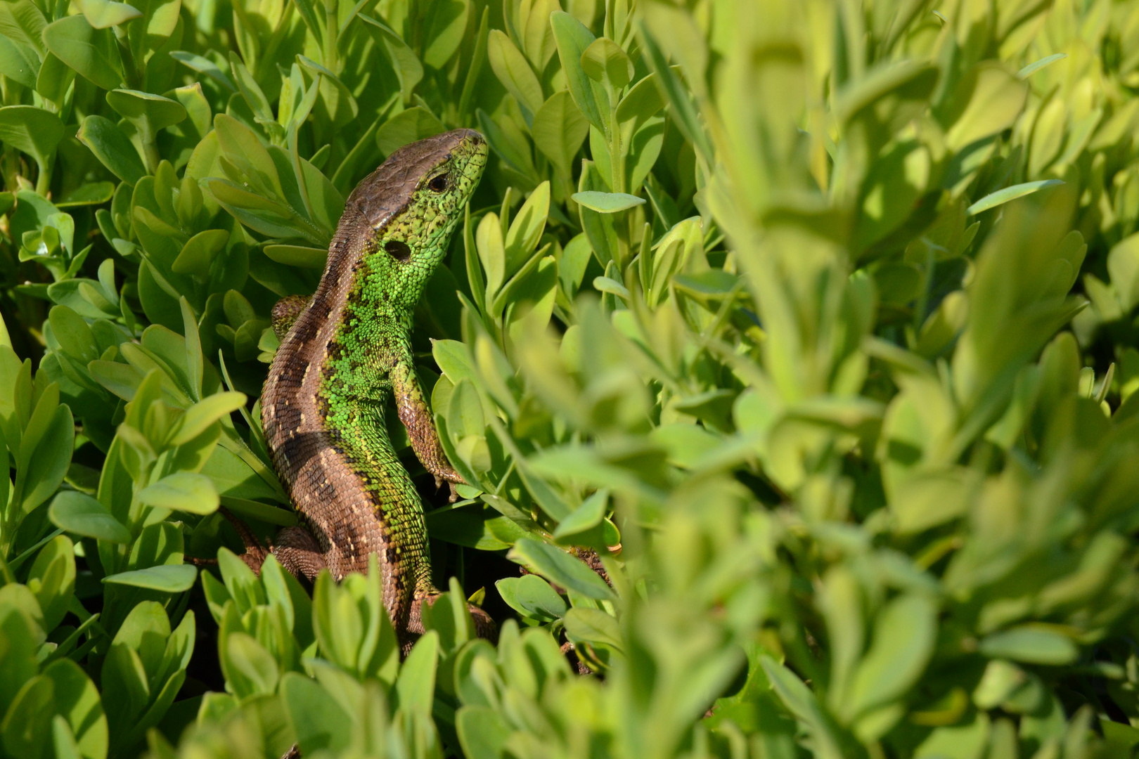 Gartenbesucher