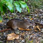 Gartenbesucher