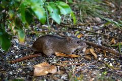 Gartenbesucher