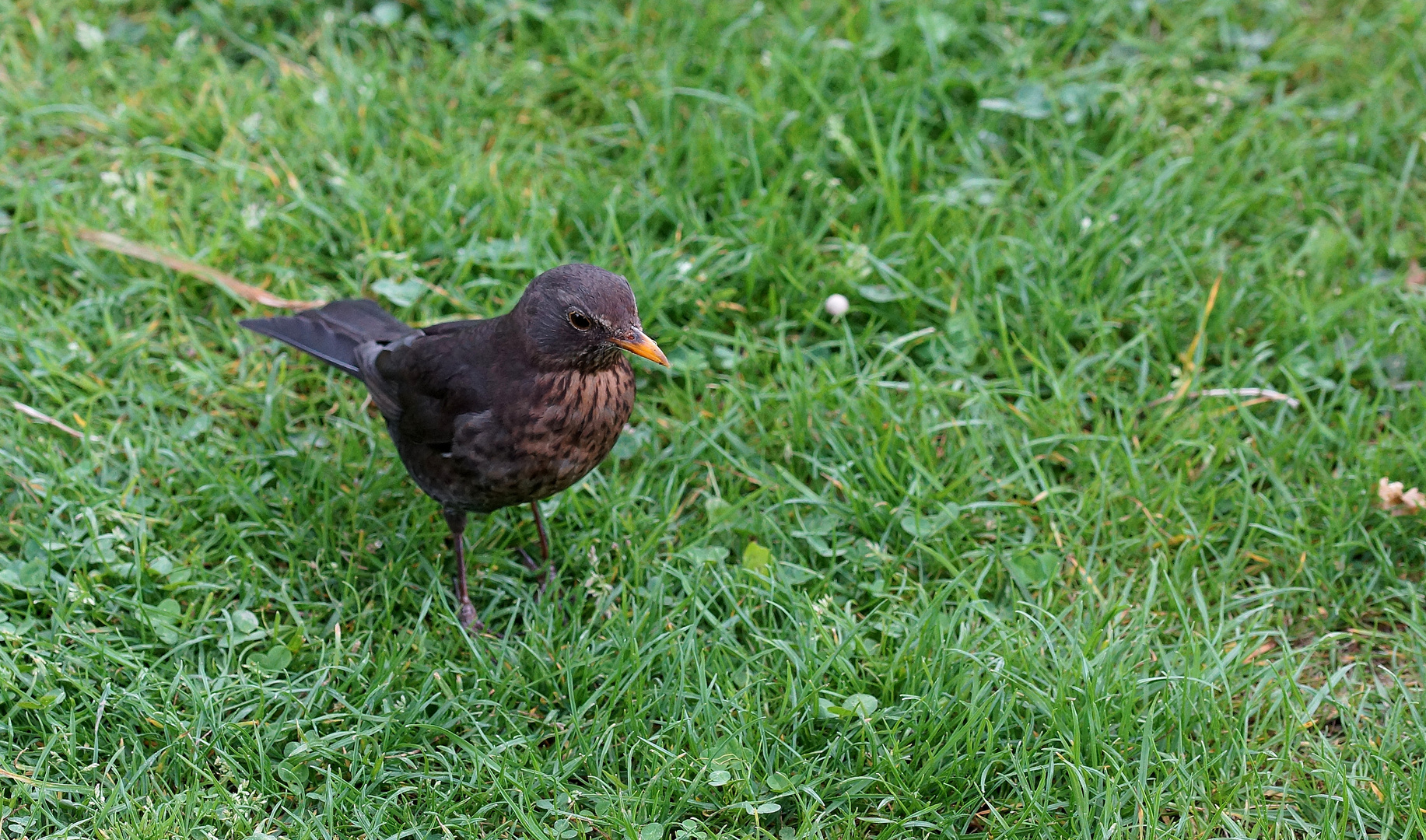 Gartenbesucher