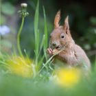 Gartenbesucher