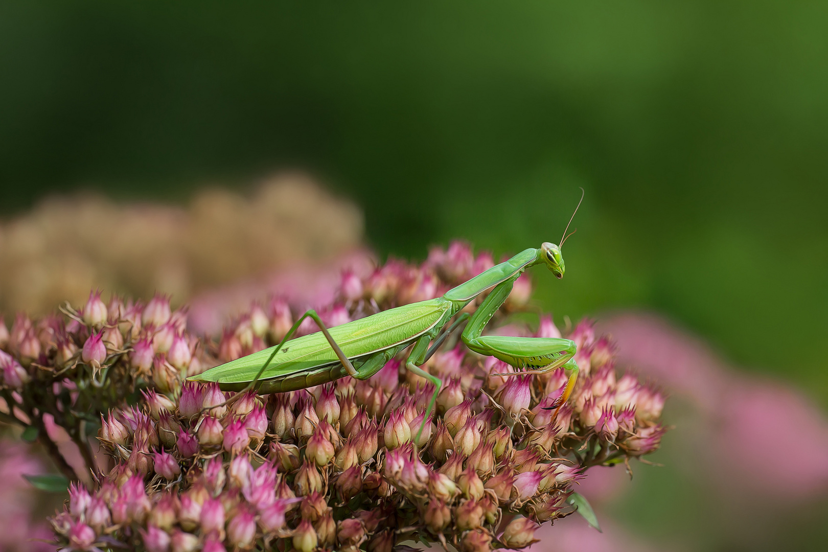 Gartenbesucher