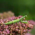 Gartenbesucher